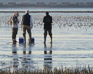 You Can Help Protect BC’s Fraser Delta for Western Sandpipers