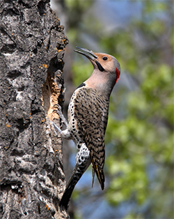 Northern Flicker – Our ‘Avian Anteater’