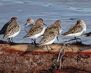 Volunteer to Keep an Eye on BC’s Coast, Enjoy Sea Air, and Sharpen ID Skills