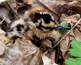 Cute but Cryptic: The American Woodcock