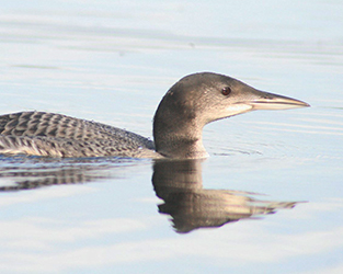 Fall is Migration Time for Loons and Lake Users Alike