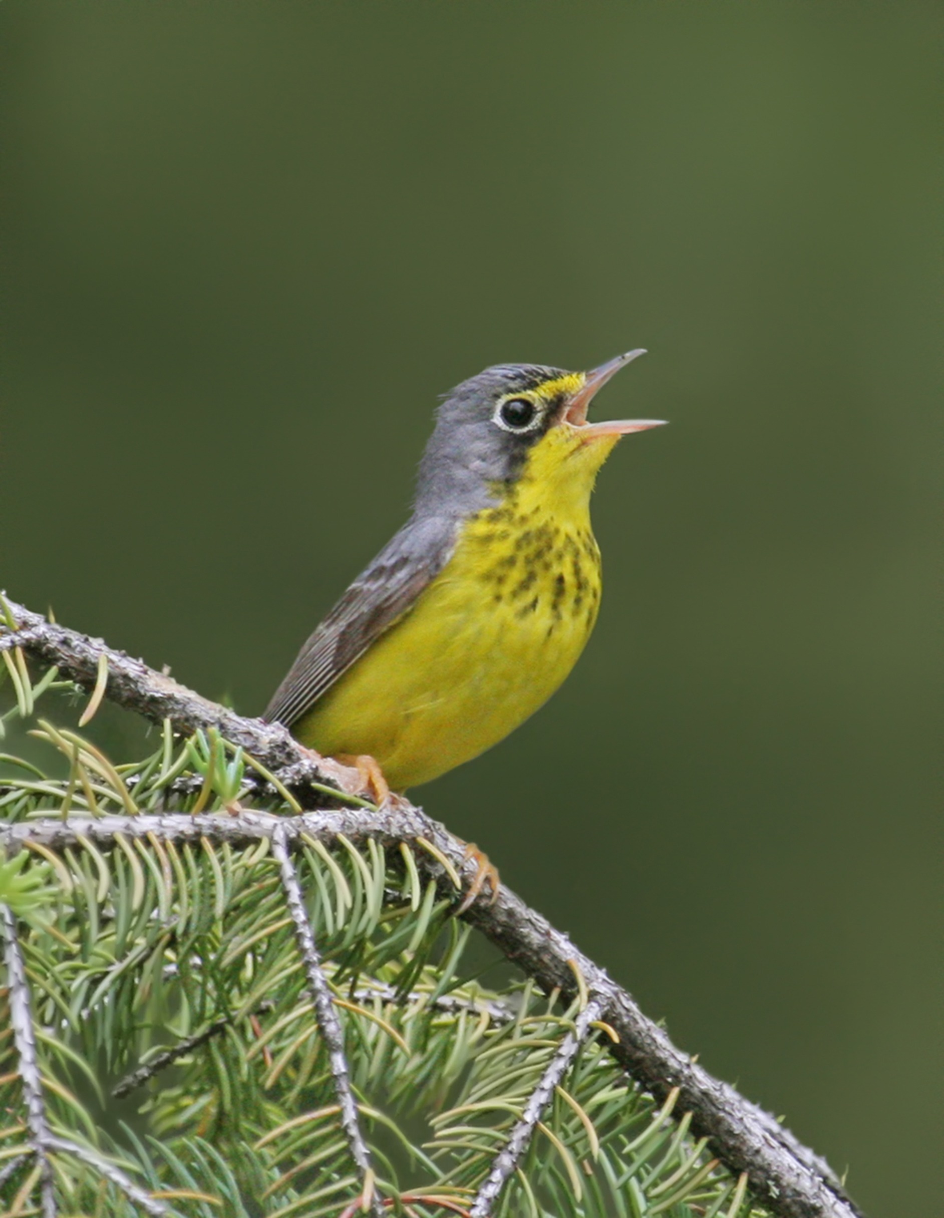 Canada Warbler singing from a branch.