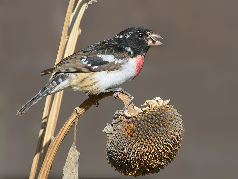 Rose-breasted Grosbeak perched on a sunflower-like plant and gorging himself on autumn seeds