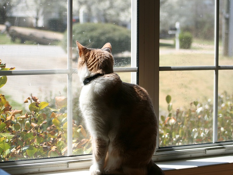 A cat sitting on a window ledge peering through the sunlit window panes