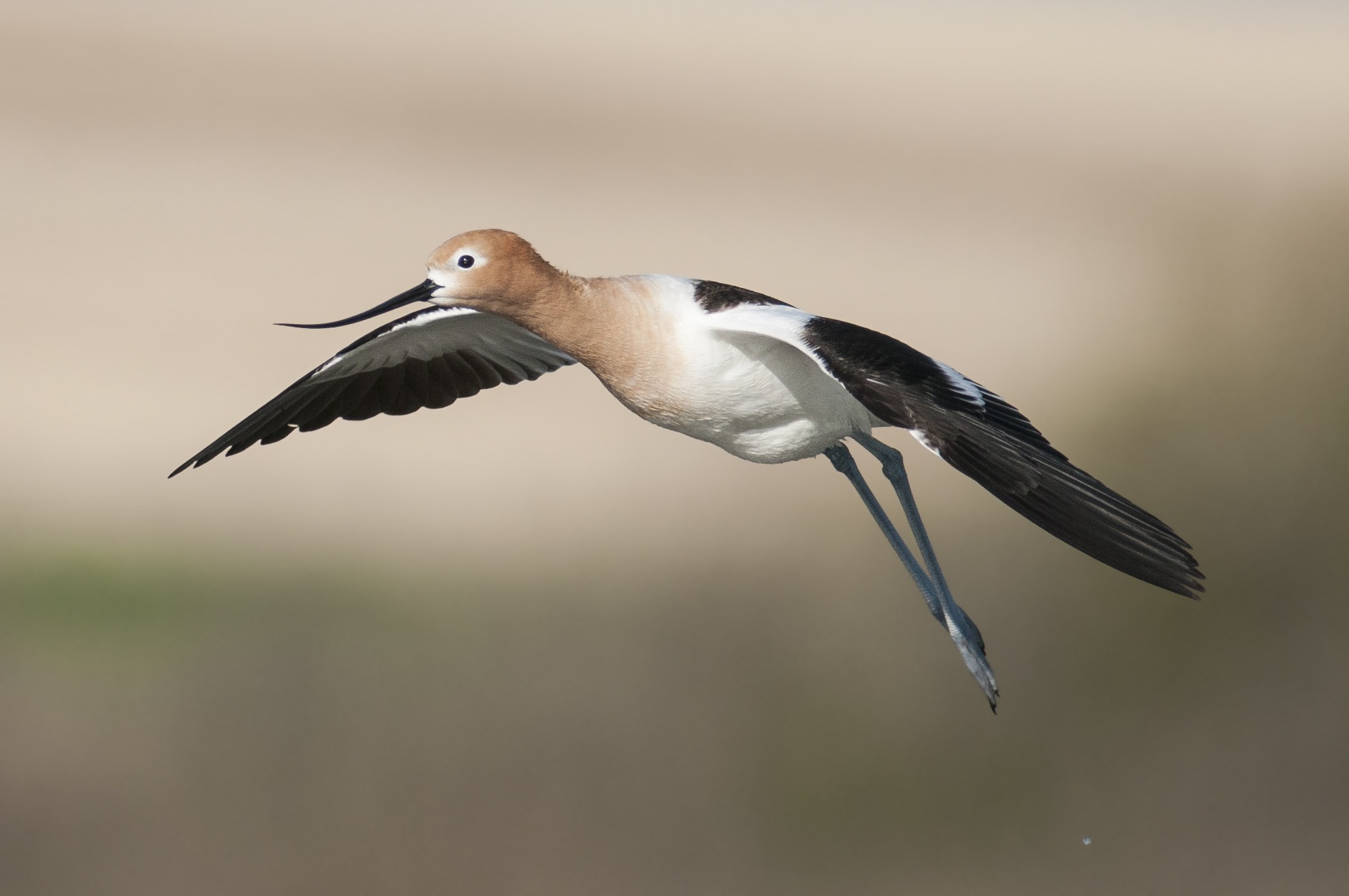 American Avocet in flight and about to land