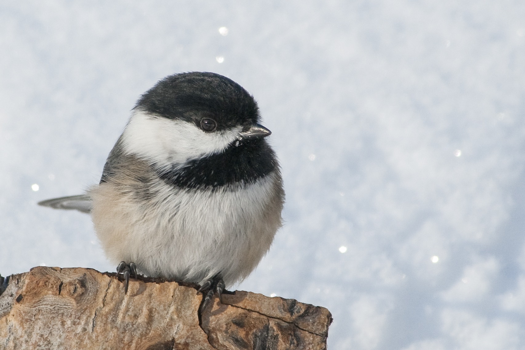 A cute Black-capped Chickadee perched in front of a wall of shimmering snow