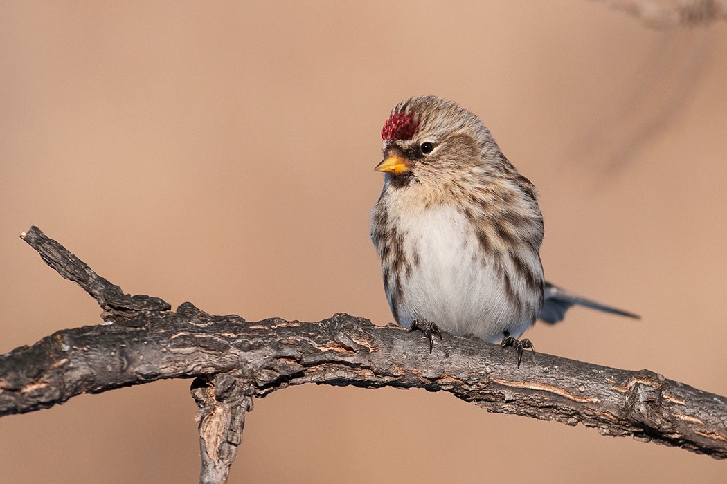 A streaky Common Redpoll perched on a branch in front of a pink-beige background