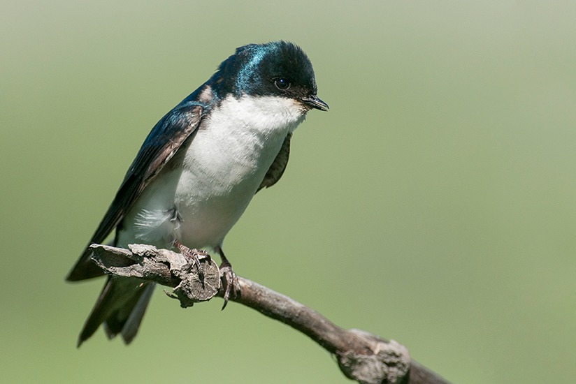Male Tree Swallow perched in the sunlight