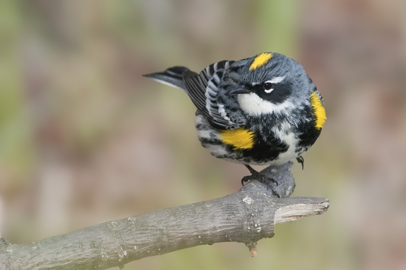 Beautiful male Yellow-rumped Warbler (of the Myrtle subspecies) perched on a branch