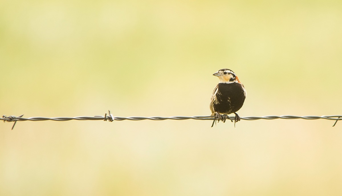 Chestnut-collared Longspur perched on a barbed wire fence with a yellow background