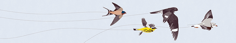Migration Education Takes Flight With the Motus Wildlife Tracking System!