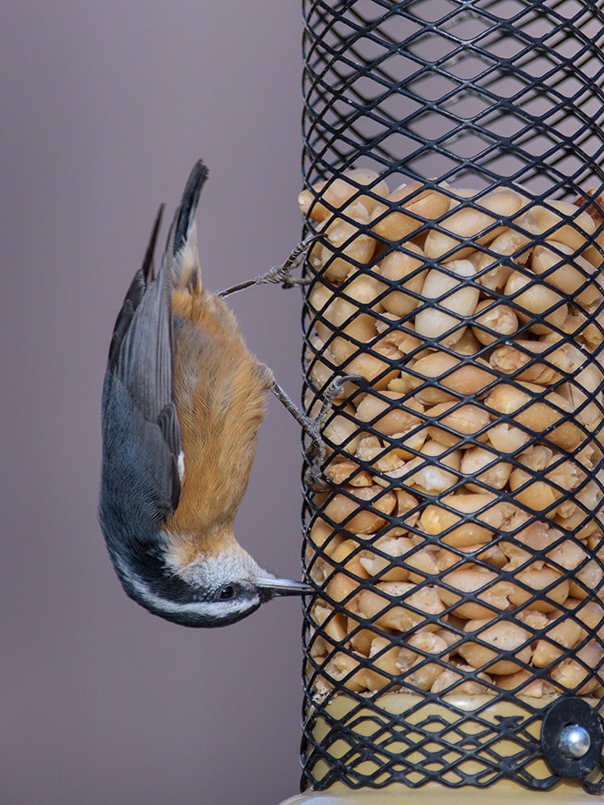 A Red-breasted Nuthatch clinging to a feeder upside-down. 