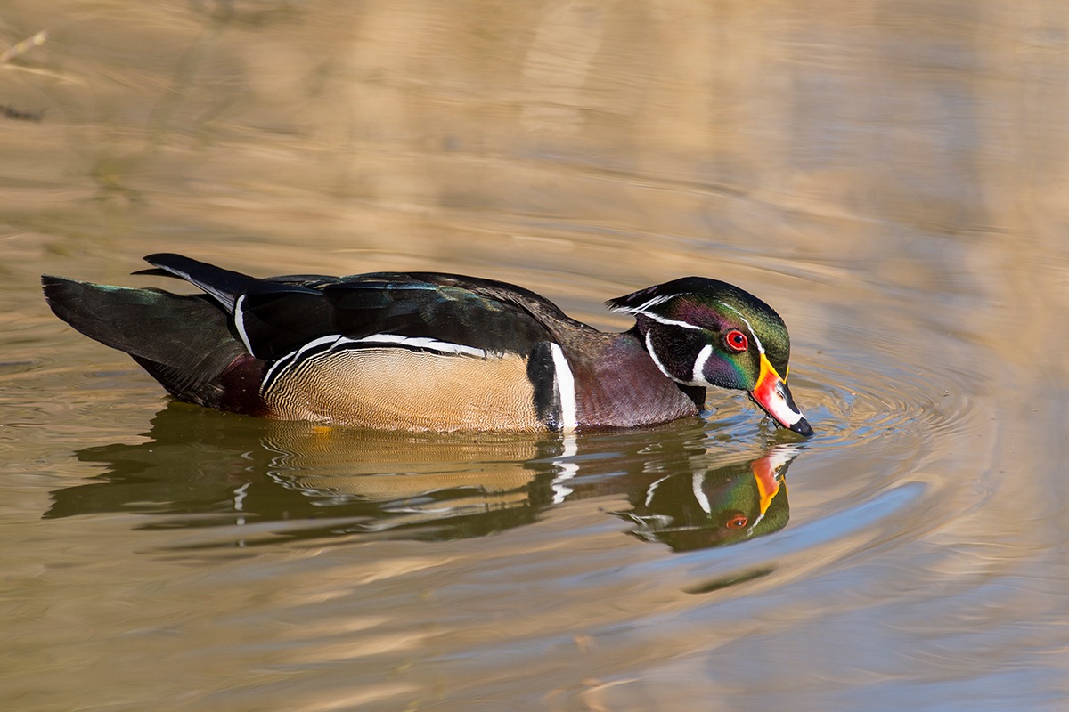 Male Wood Duck floating and making ripples in a pond