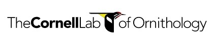 Link to Cornell Lab of Ornithology website. 