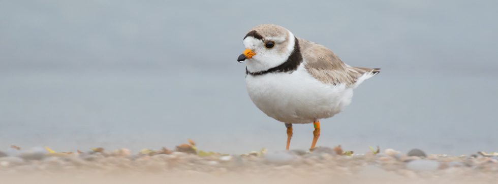 Piping Plover Conservation Program - Birds Canada | Oiseaux Canada