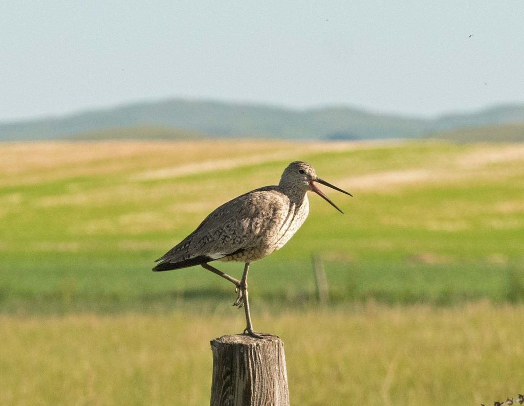 Willet at Matador_Pete Davidson