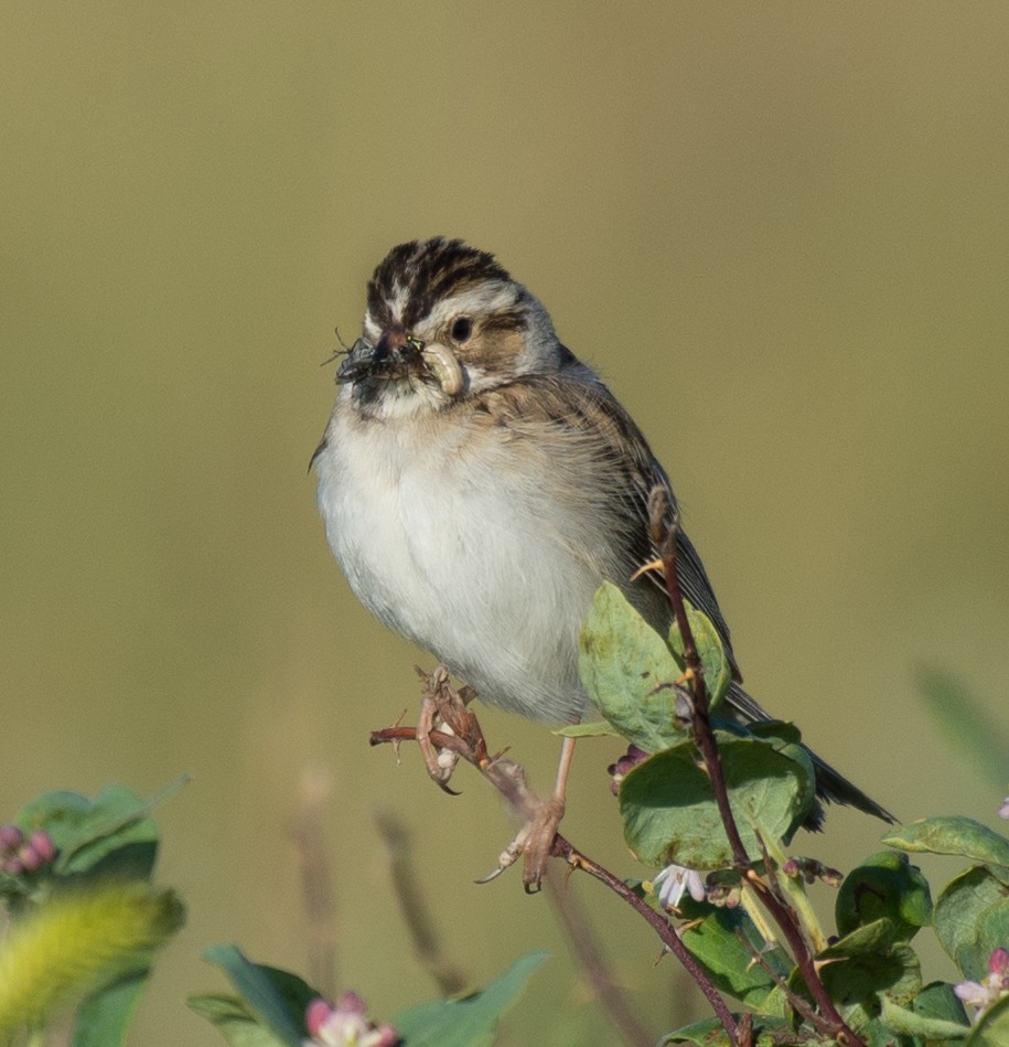 Project NestWatch - Birds Canada | Oiseaux Canada