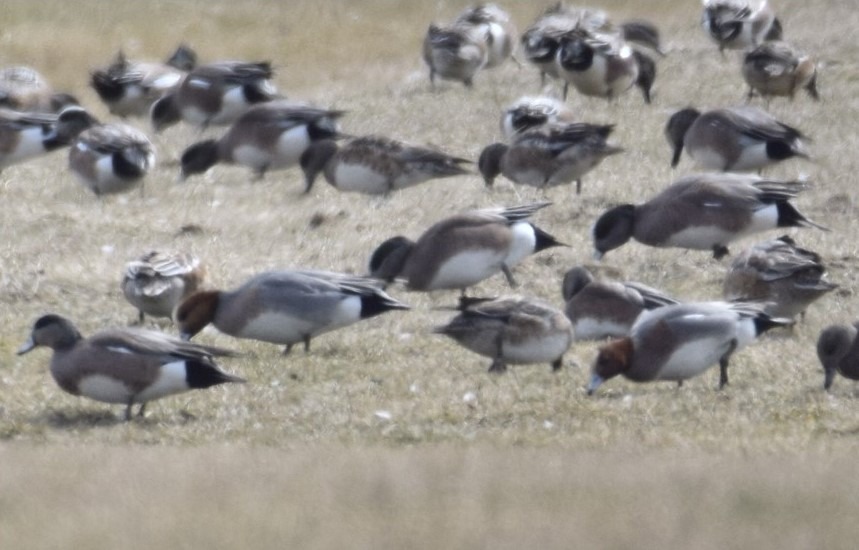 Long Point Bird Observatory Sightings Board | Birds Canada | Oiseaux Canada