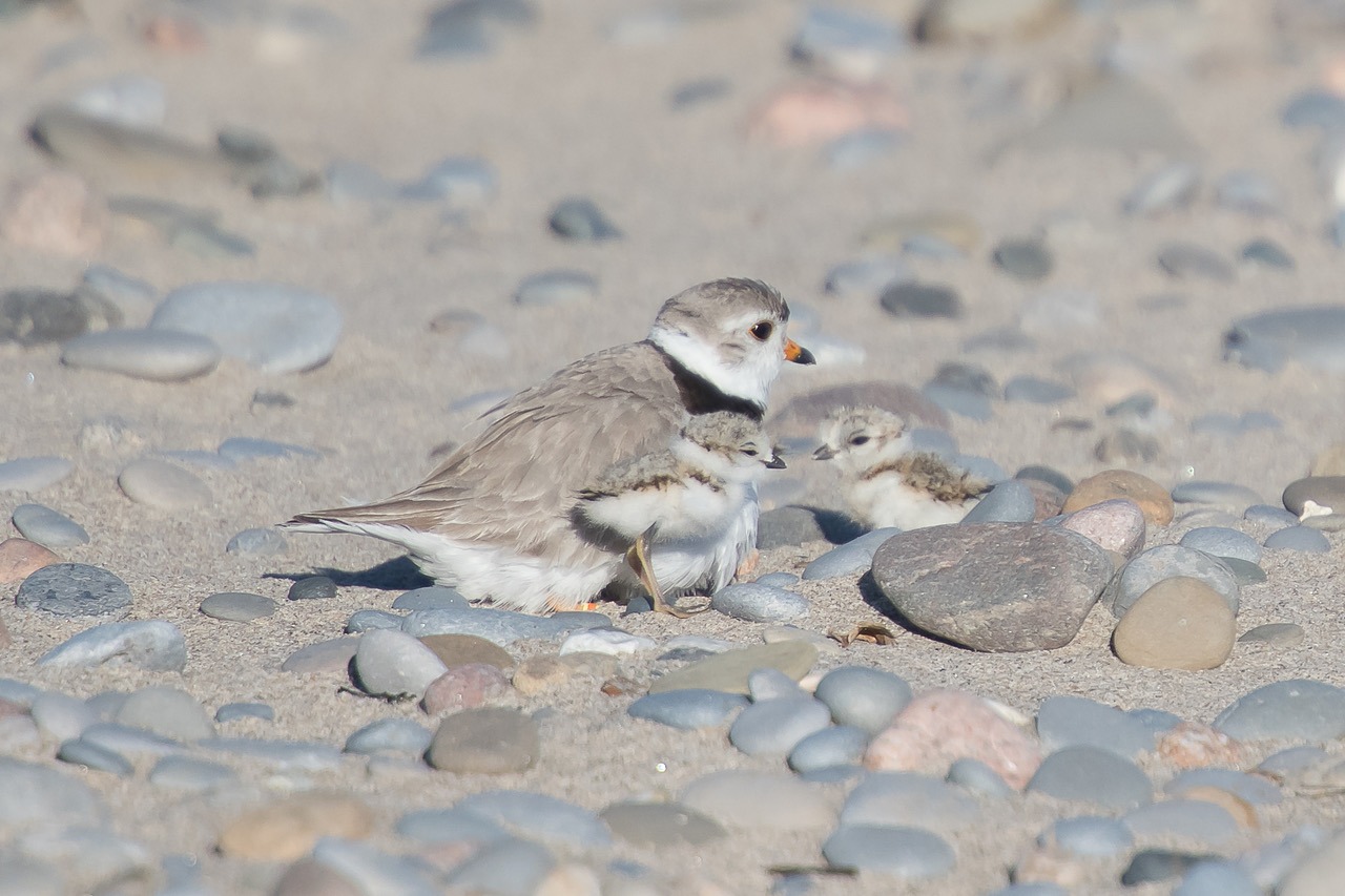An adult Piping Plover sitting on a pebbly beach with two adorable plover chicks