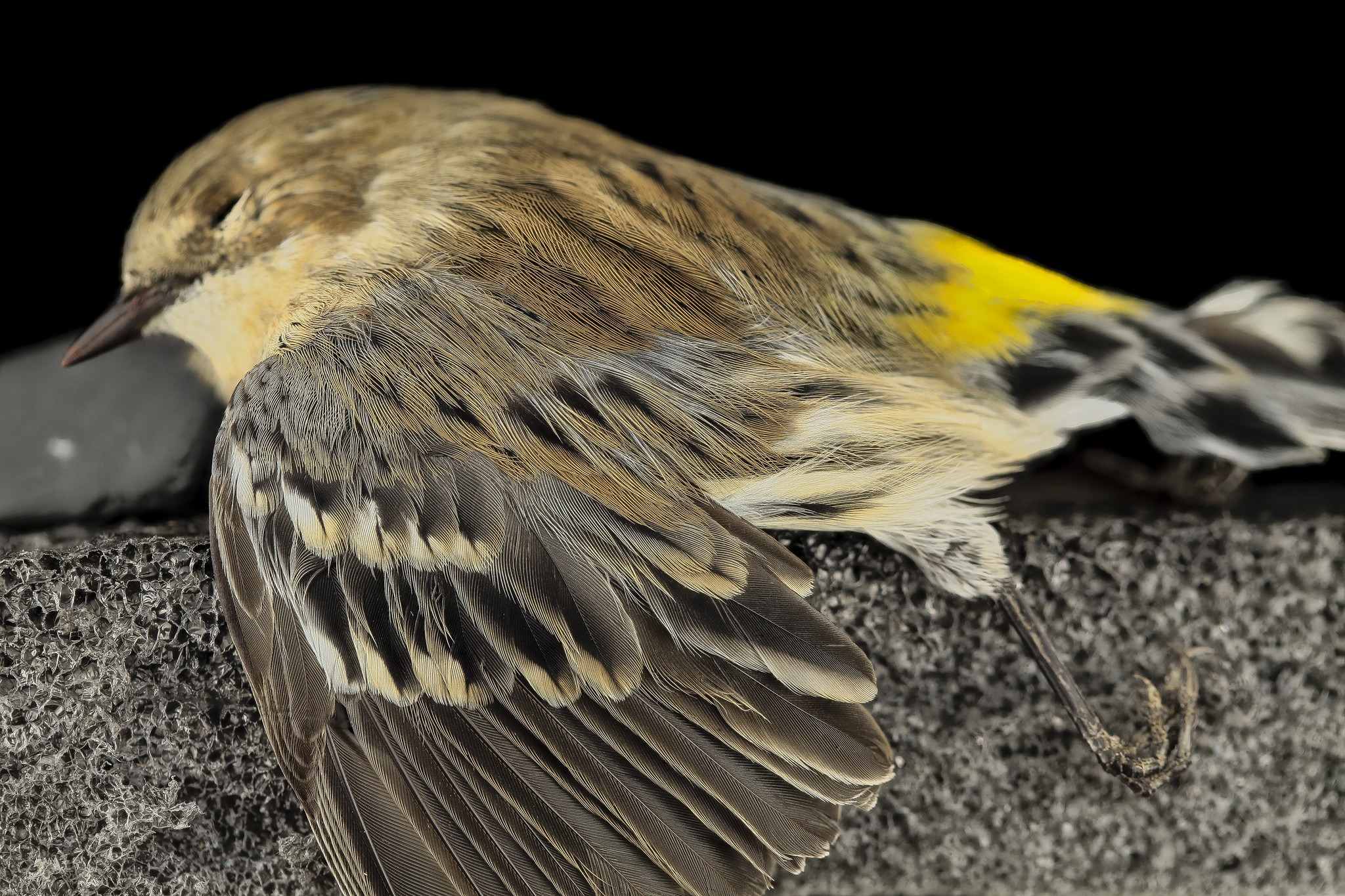 A dead Yellow-rumped Warbler laying on the concrete, the result of a collision with a man-made structure