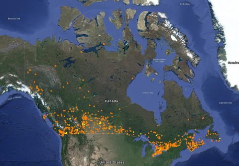 Christmas Bird Count | Birds Canada | Oiseaux Canada