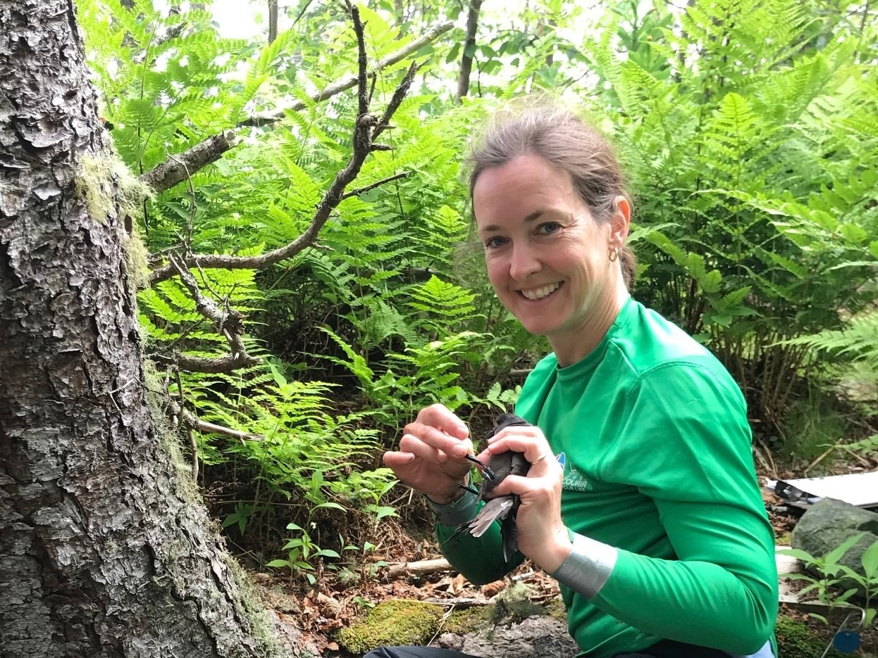 Leach's Storm-Petrel_northplot_Laura Tranquilla