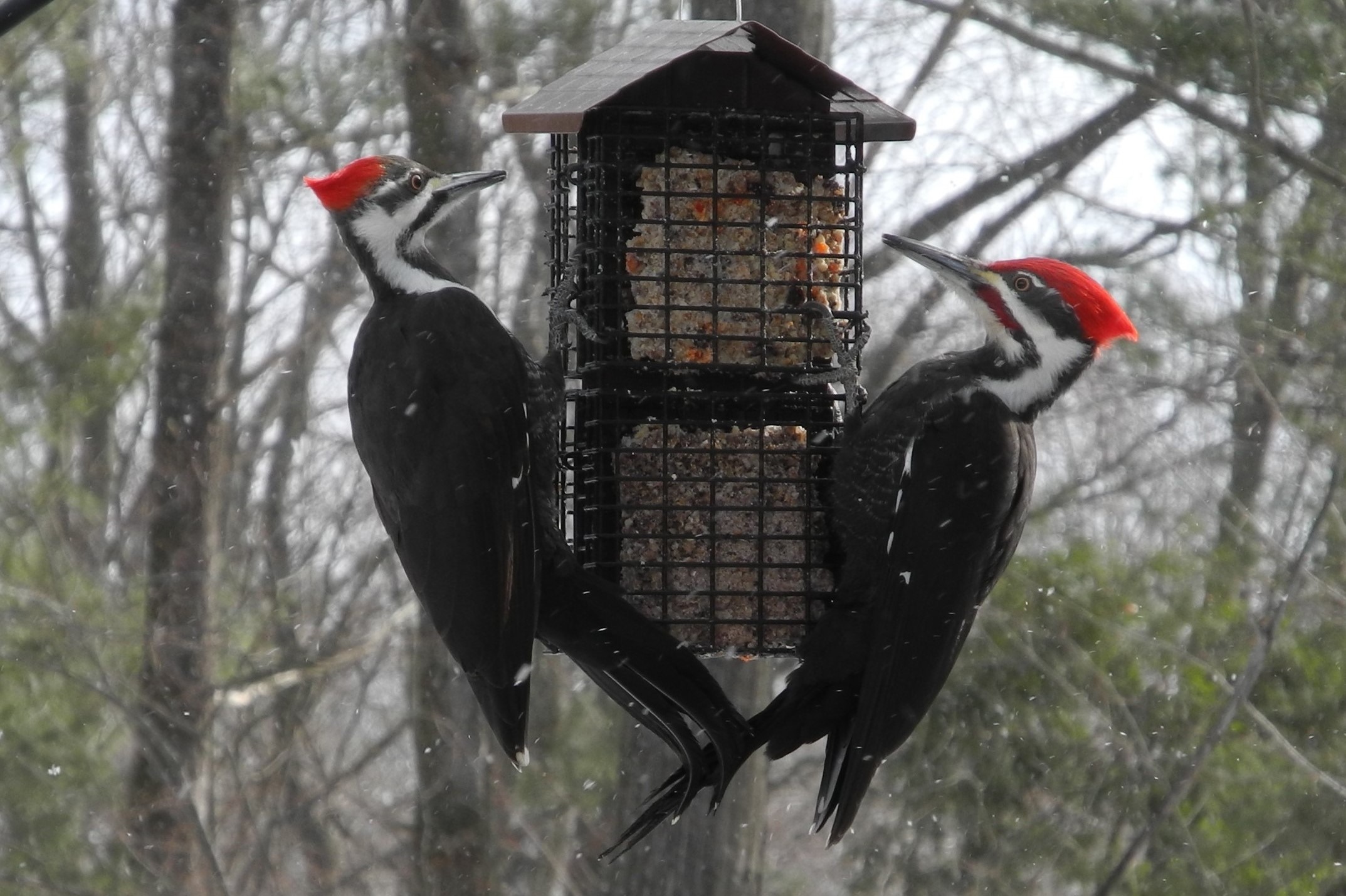 New issue of ACE_Pileated Woodpeckers_FeederWatcher Marlene Trott