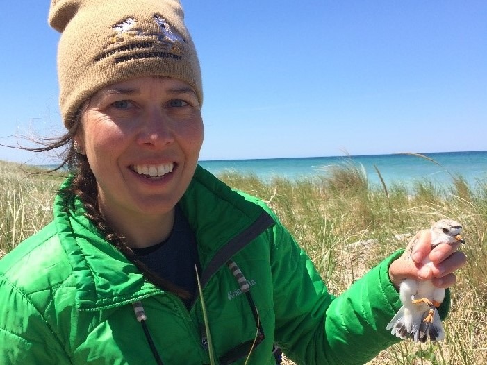 Piping Plover_Stephanie Schubel photo_by Megan Diamond