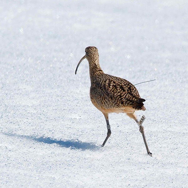 Curlew_AM_Greg Drozda_600sq