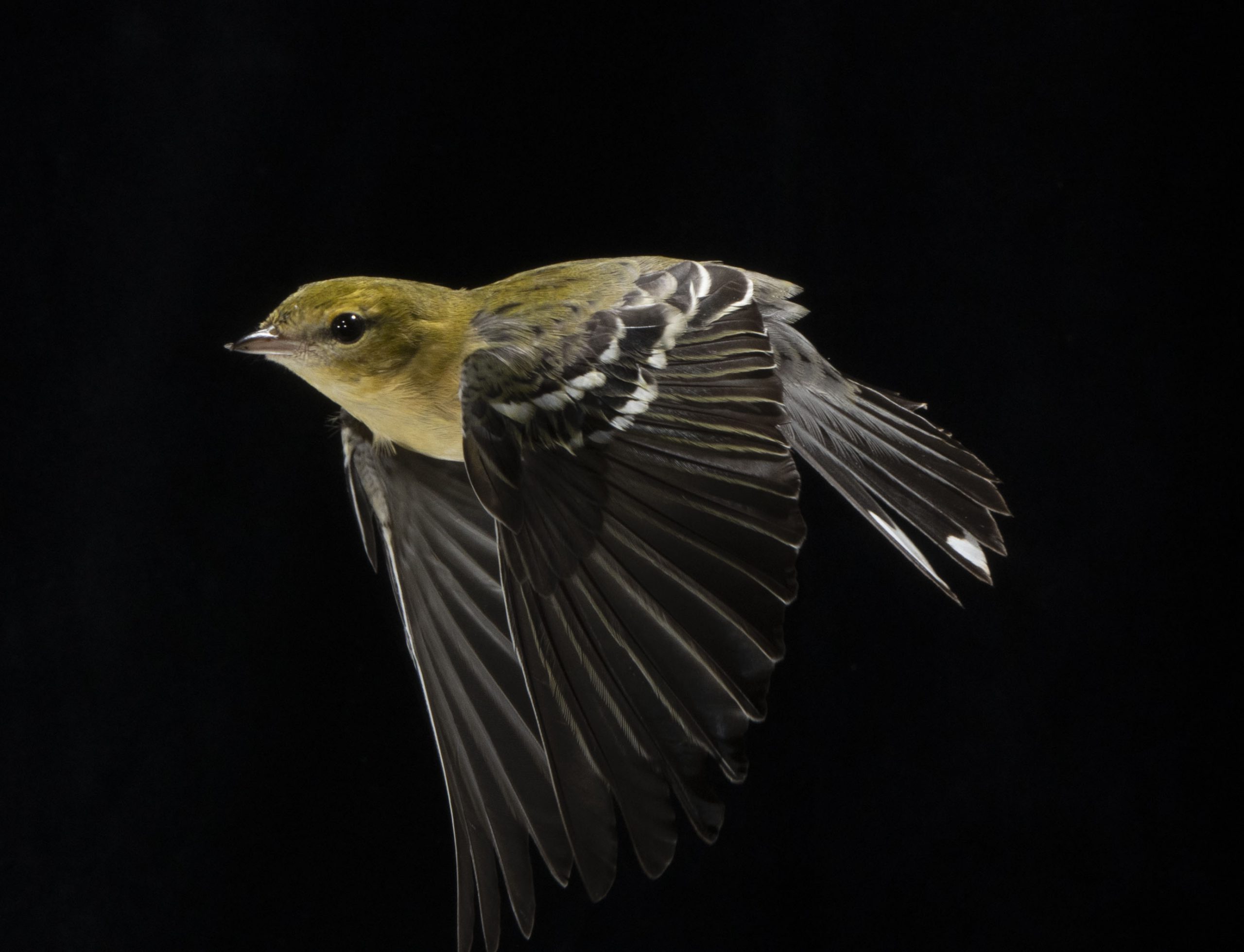 Bay-breasted Warbler in flight with a black background