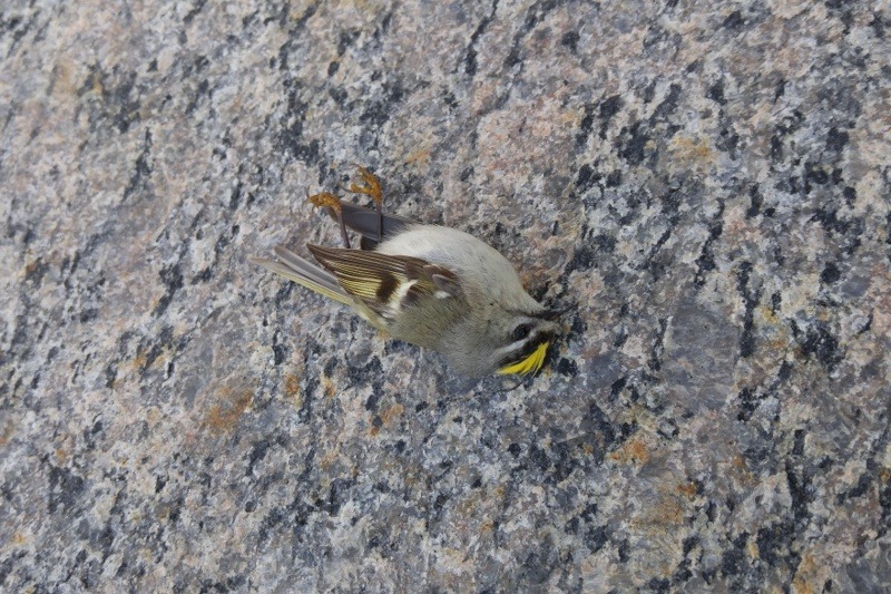 Bird Collisions_Golden-crowned Kinglet_Ellen Jakubowski