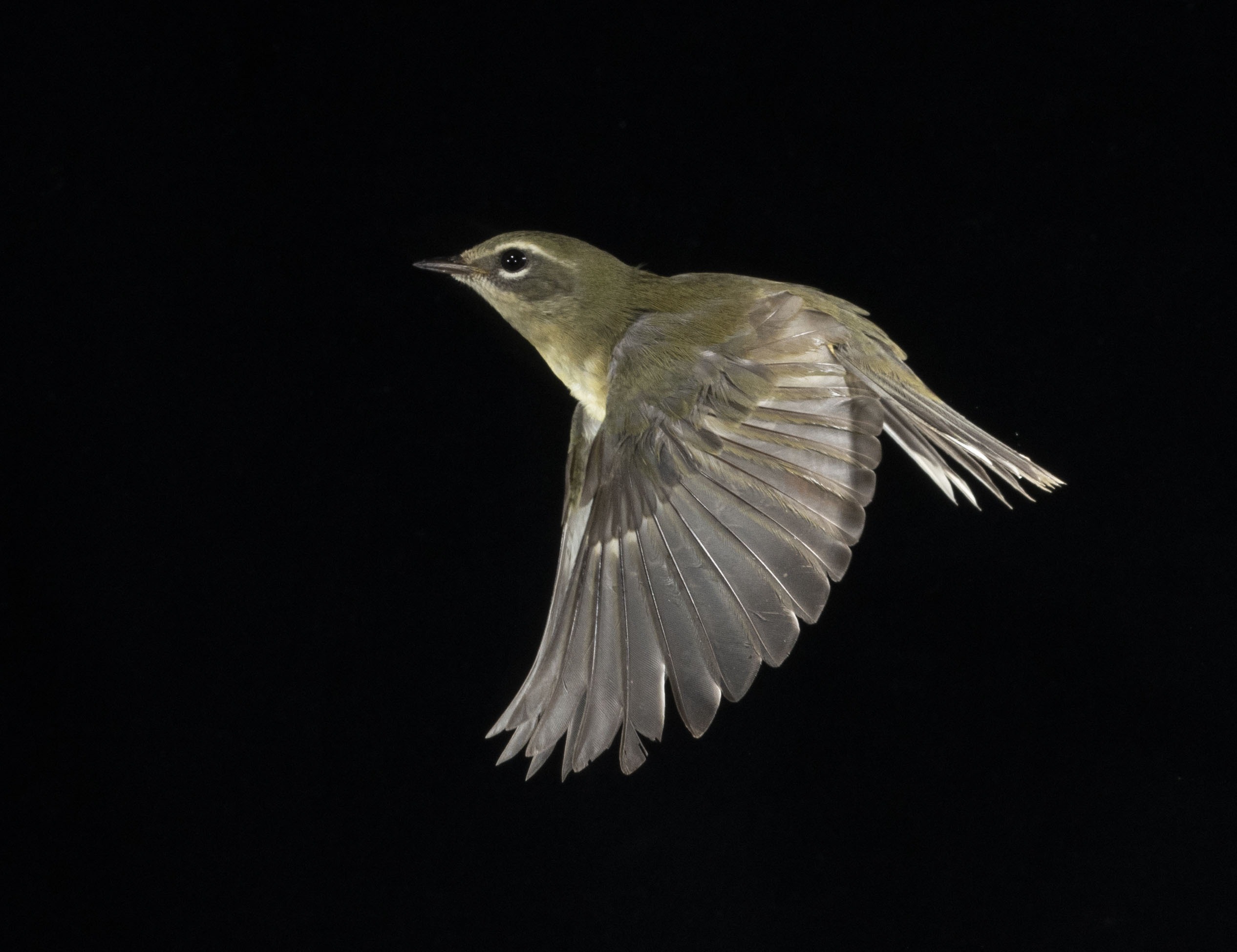 Black-throated Blue Warbler in flight with a black background