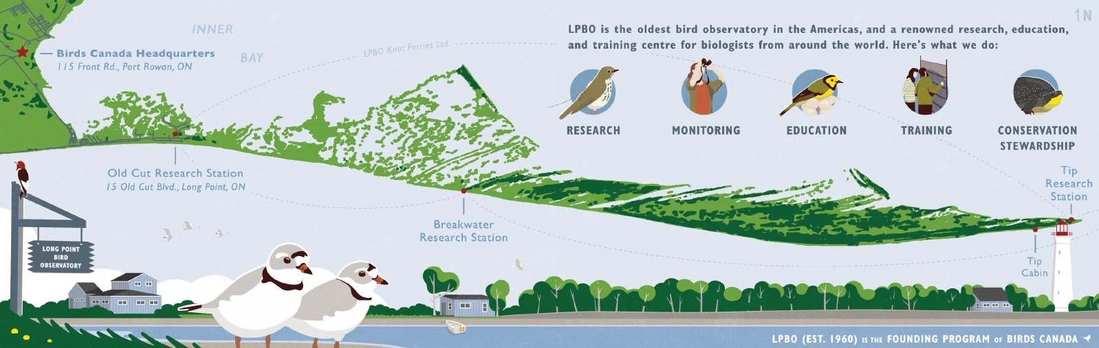 A cheerful, colourful graphic that shows a map of the Long Point Peninsula and the location of three Long Point Bird Observatory research stations: The Tip, Breakwater, and Old Cut. 