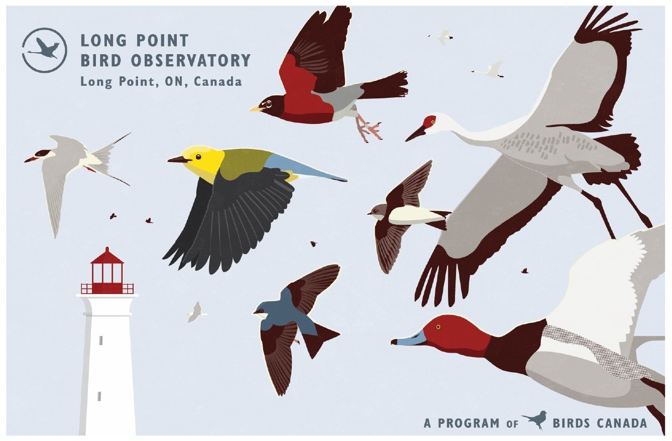 A graphic for Long Point Bird Observatory. The image depicts many birds in flight in front of a lighthouse and a clear blue sky. The graphic features birds iconic to the region, including Sandhill Crane, Redhead, Prothonotary Warbler, Bank Swallow, Tree Swallow, and American Robin