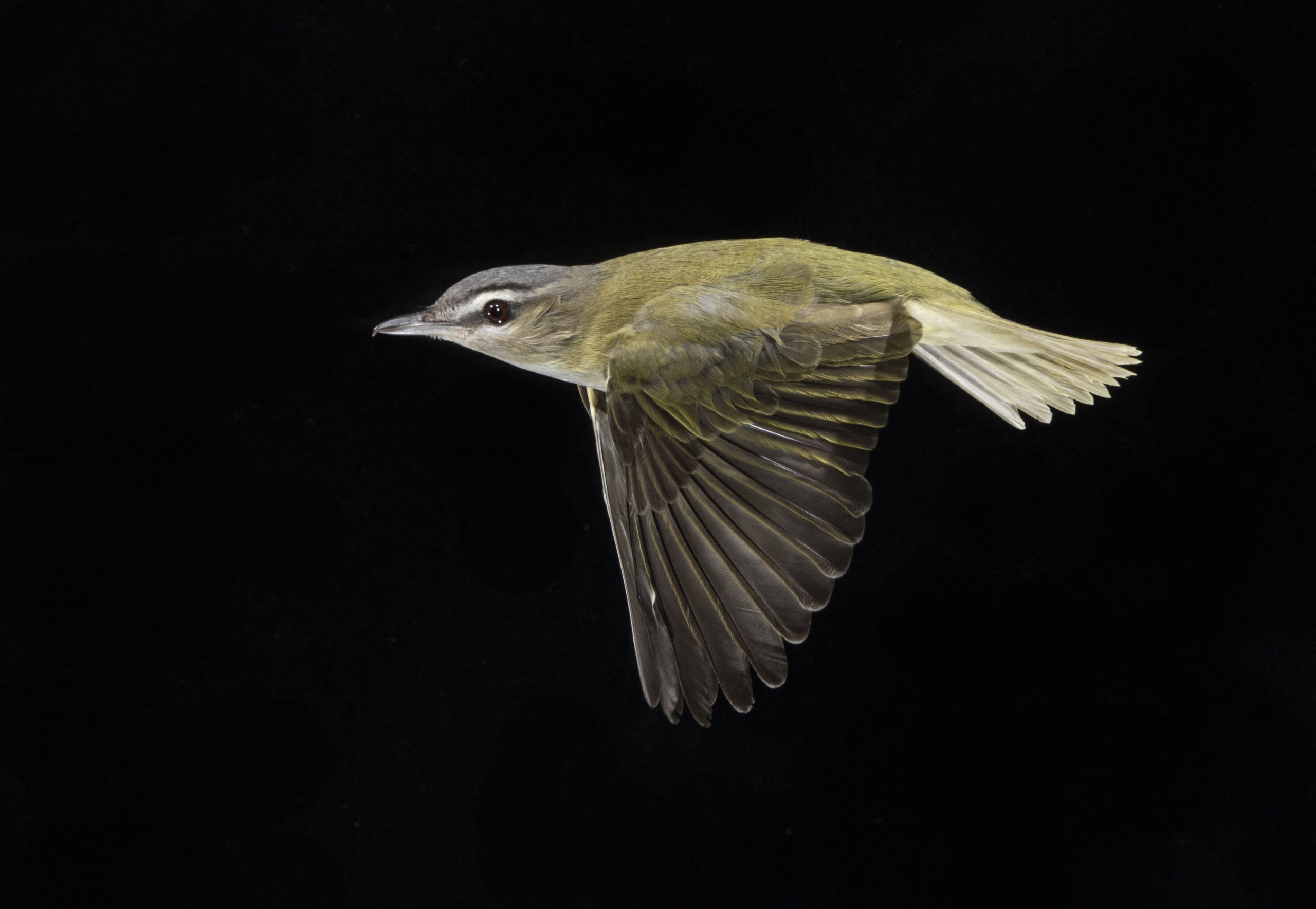 Red-eyed Vireo in flight in front of black background