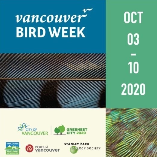 Welcome Back the Winter Birds of Delta – Vancouver Bird Week