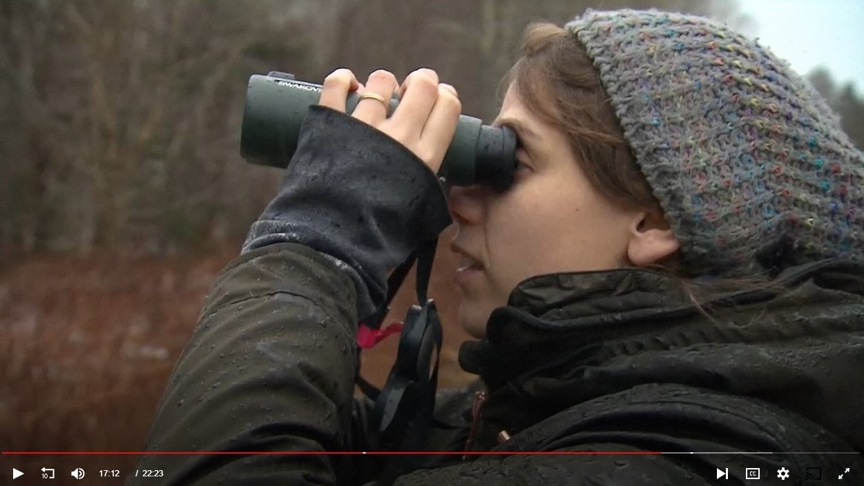 Watch a video on the Christmas Bird Count in Canada.
