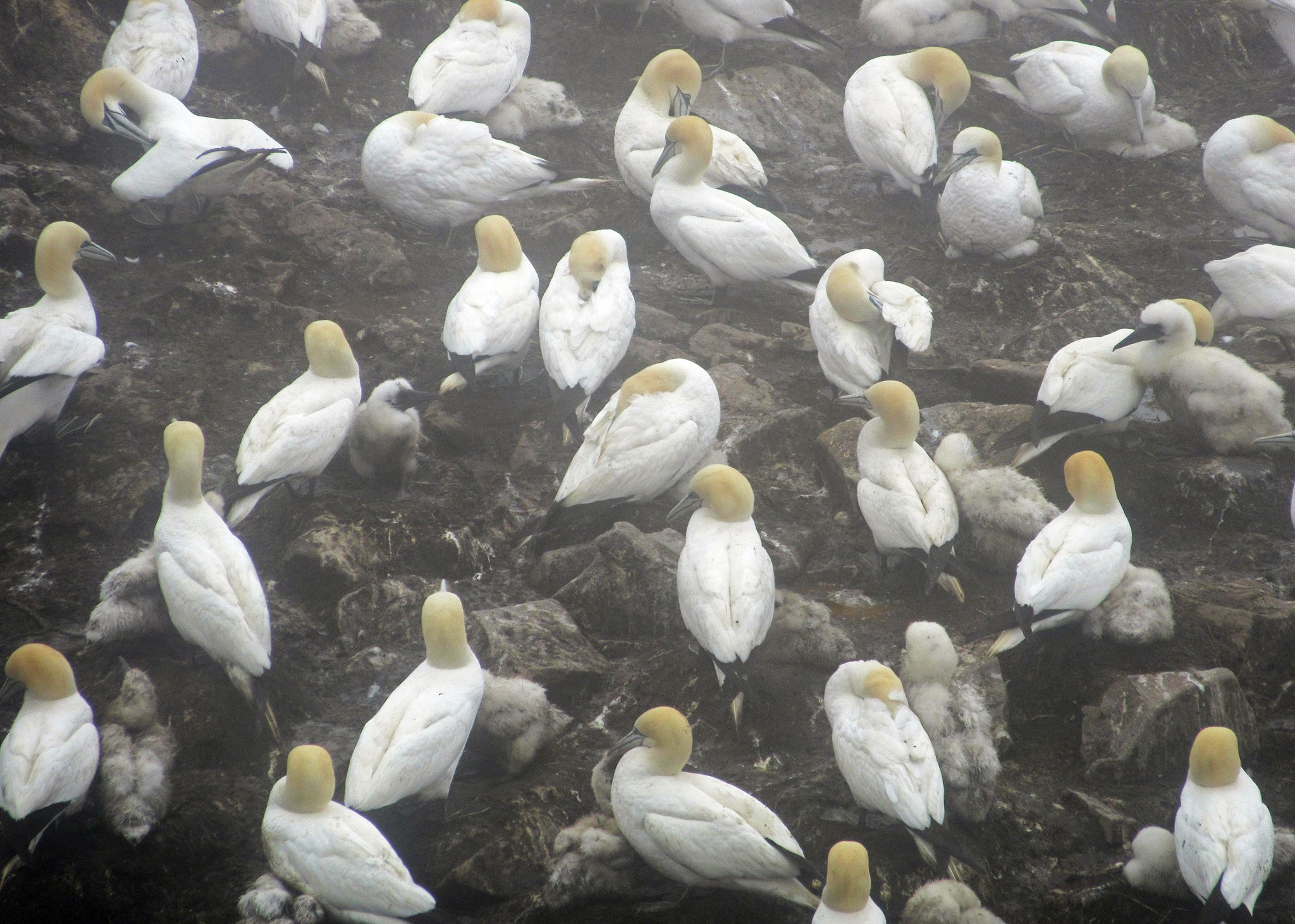 A Northern Gannet nesting colony at an Important Bird Area