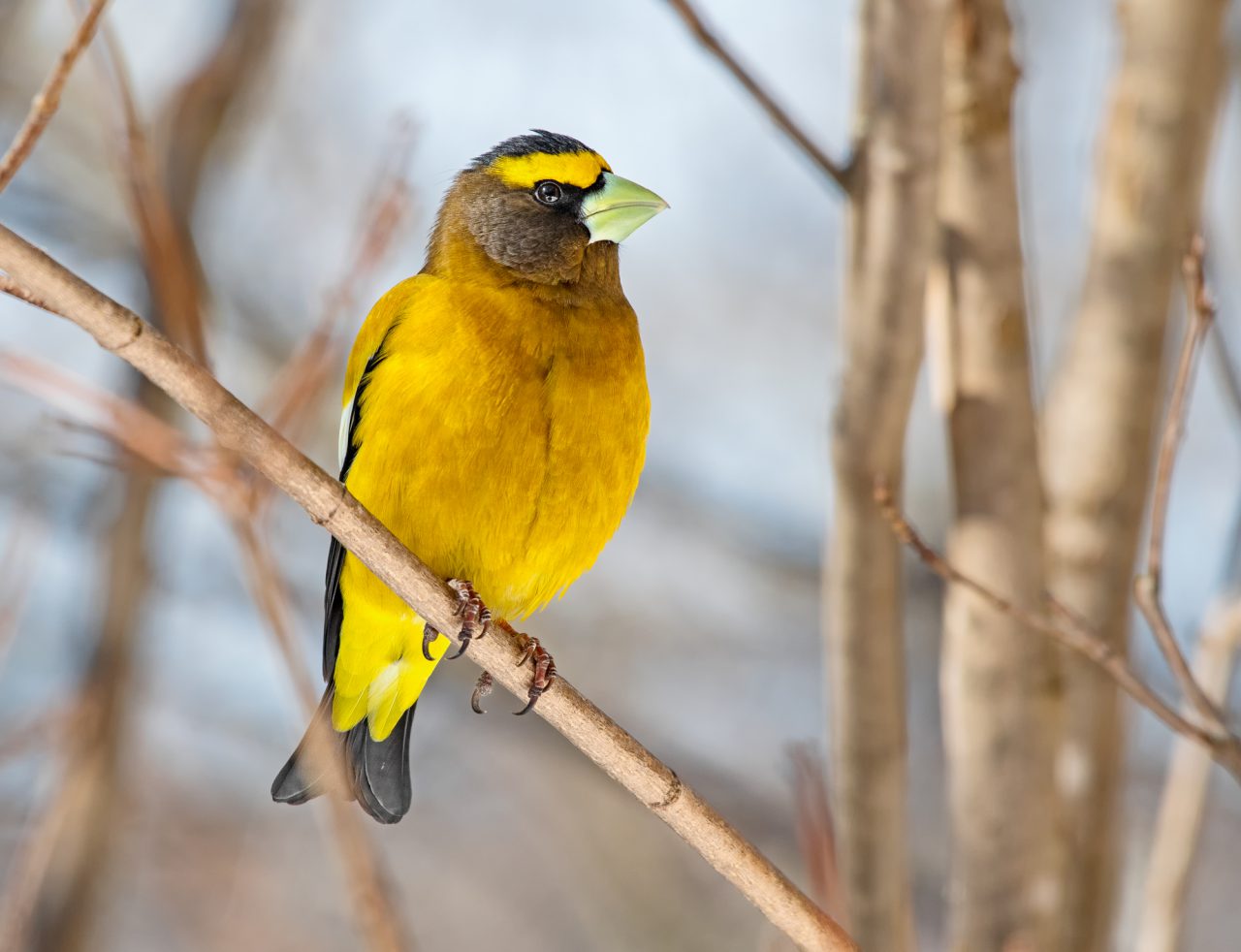 Birds Canada Winter Birds Photo Contest - Birds Canada | Oiseaux Canada