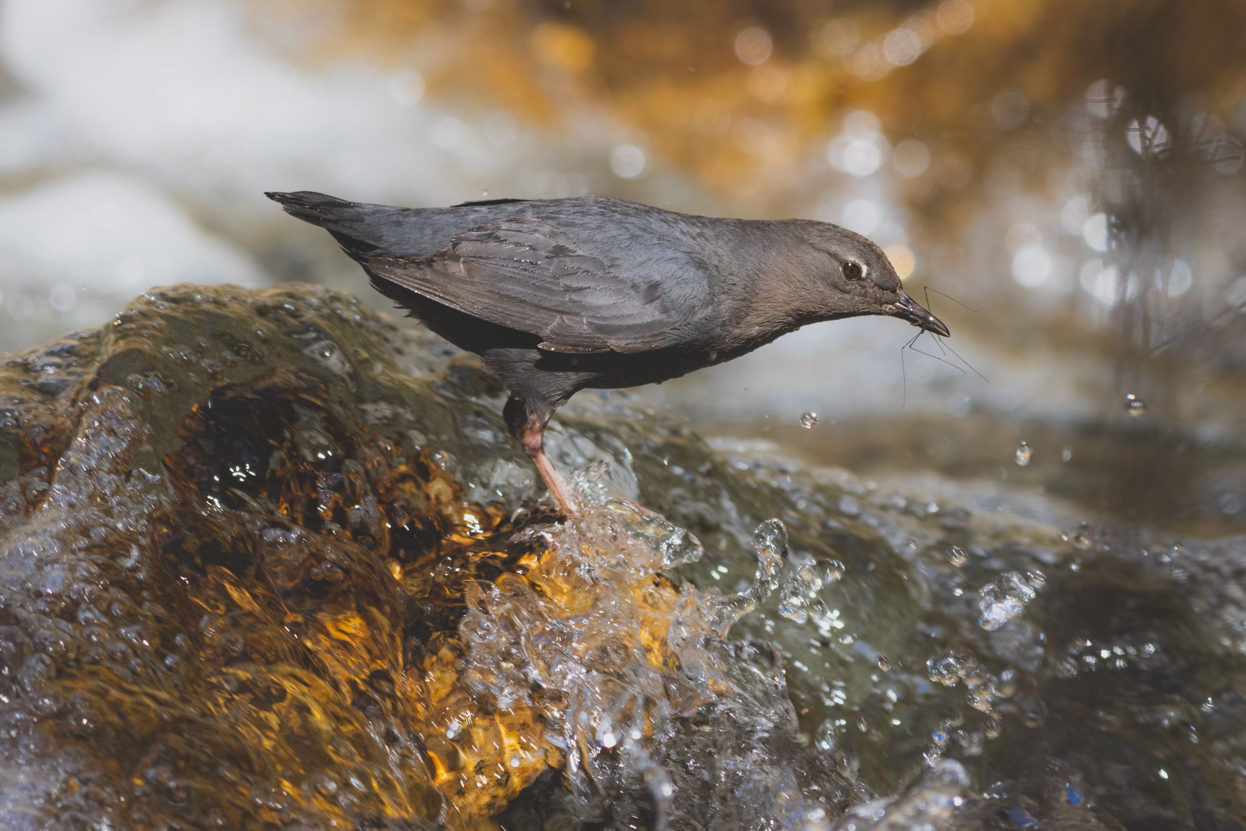 American Dipper in a river with food.