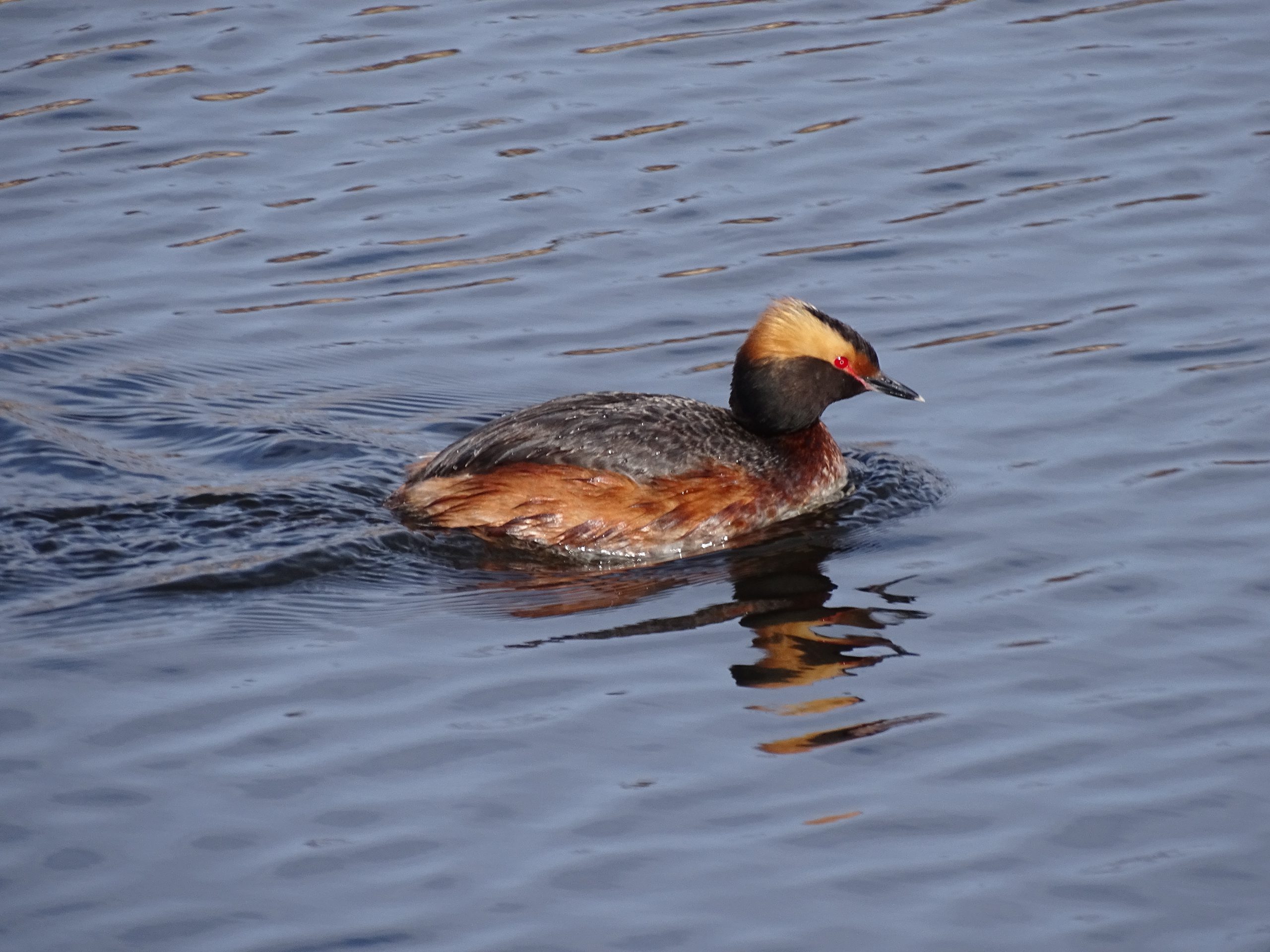 20-yr waterbird_Horned Grebe_Graham Sorenson