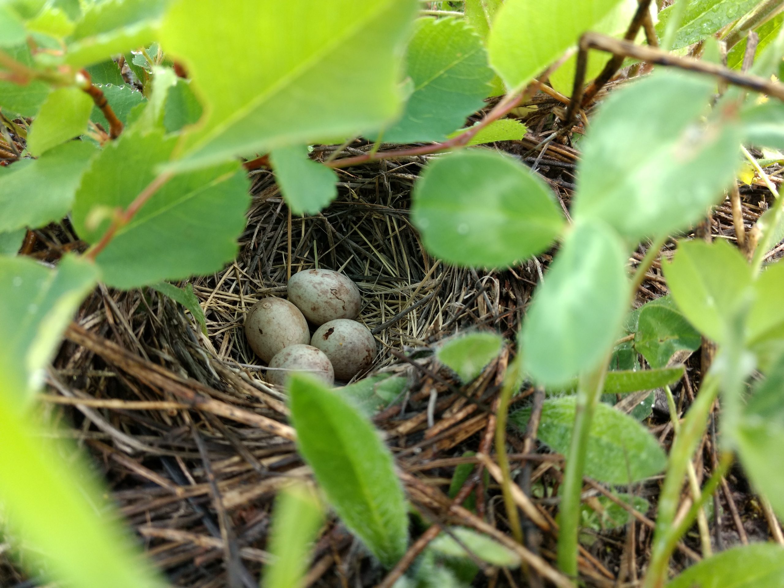 Savannah Sparrow nest with eggs.