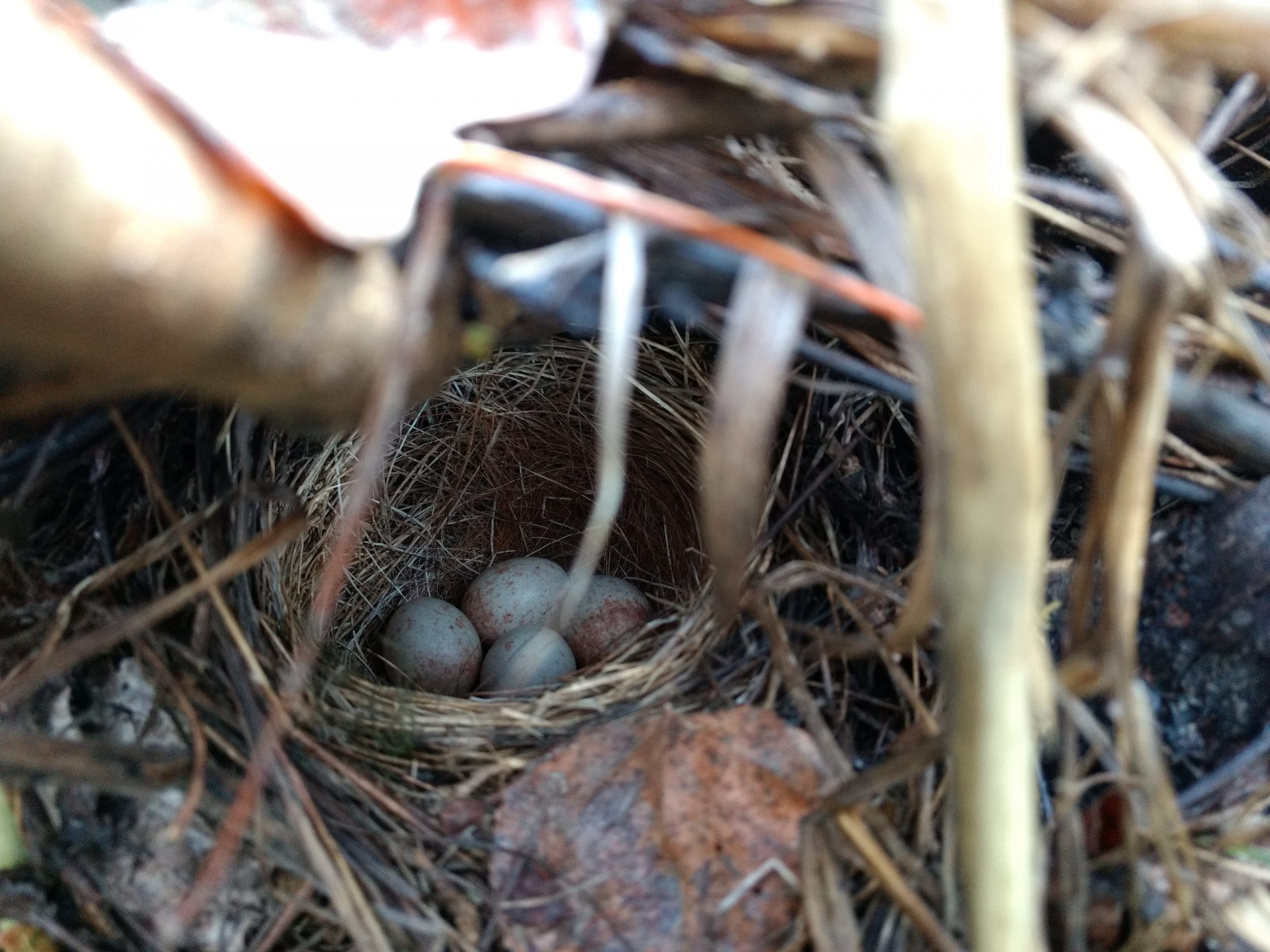 Dark-eyed Junco nest with eggs