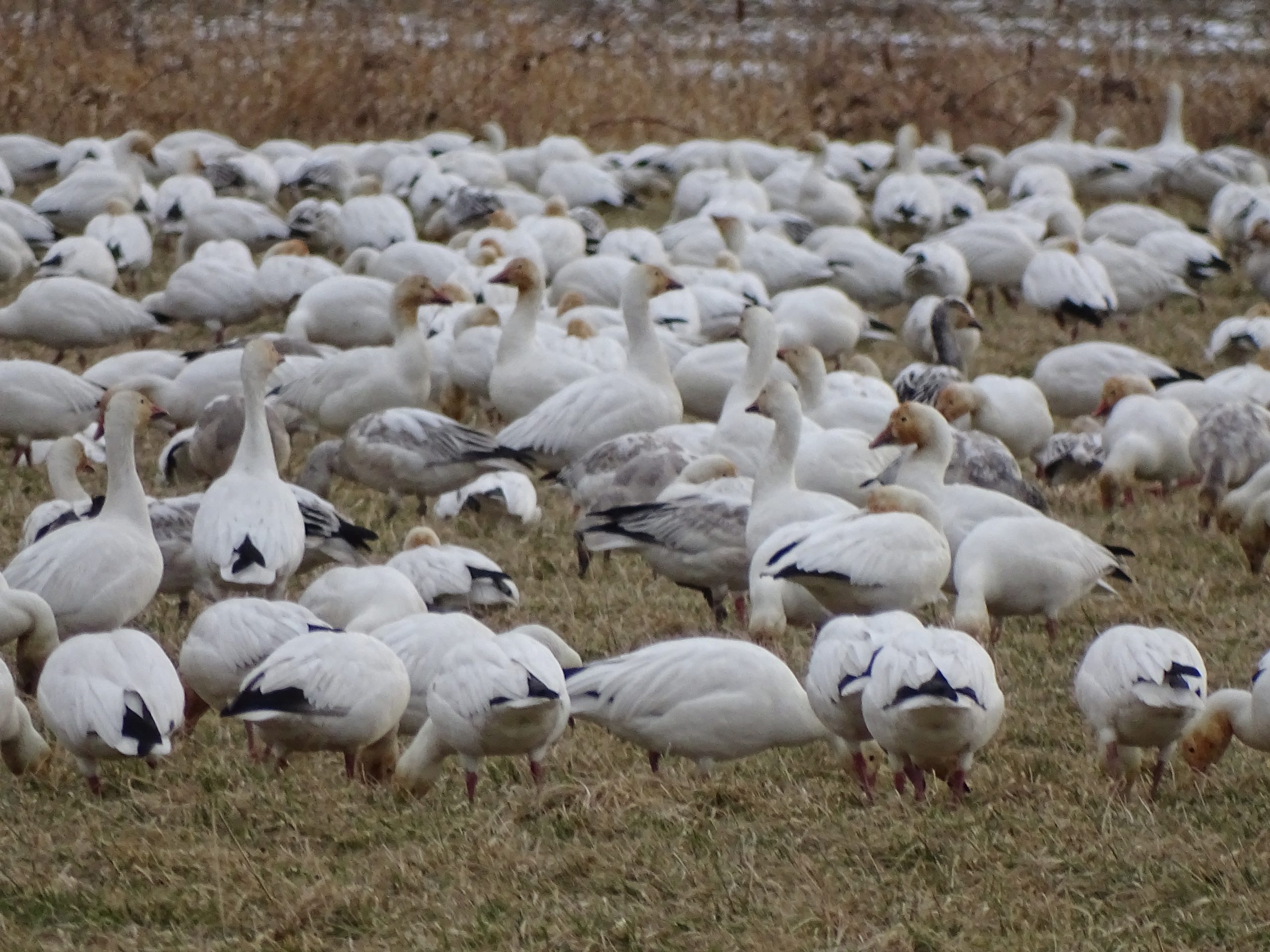 Watch a video on the Christmas Bird Count in Canada.