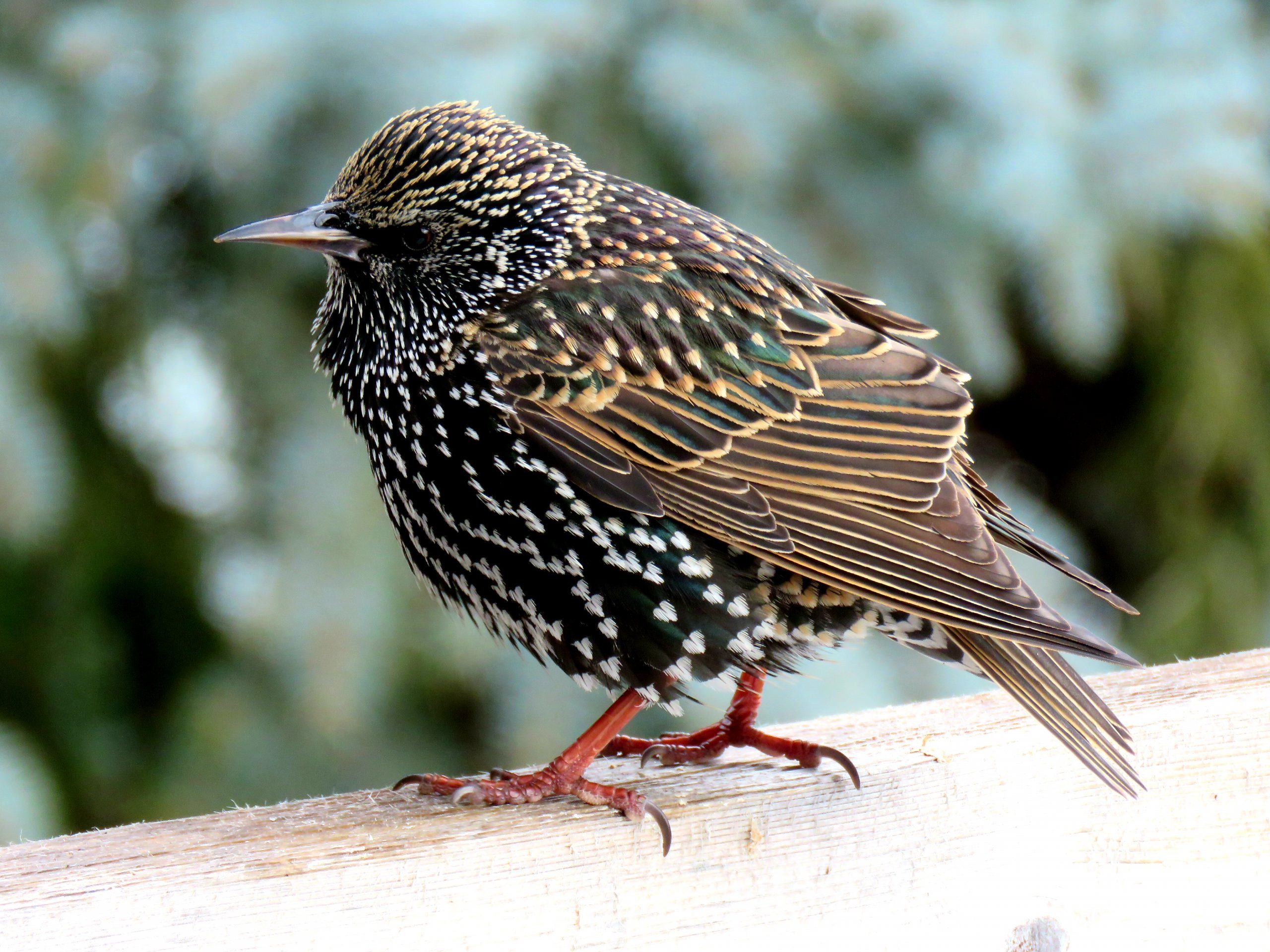 A European Starling on a fence