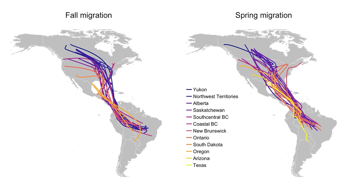 Maps showing spring and fall migration routes of different common nighthawk populations migrating between Canada and South America 