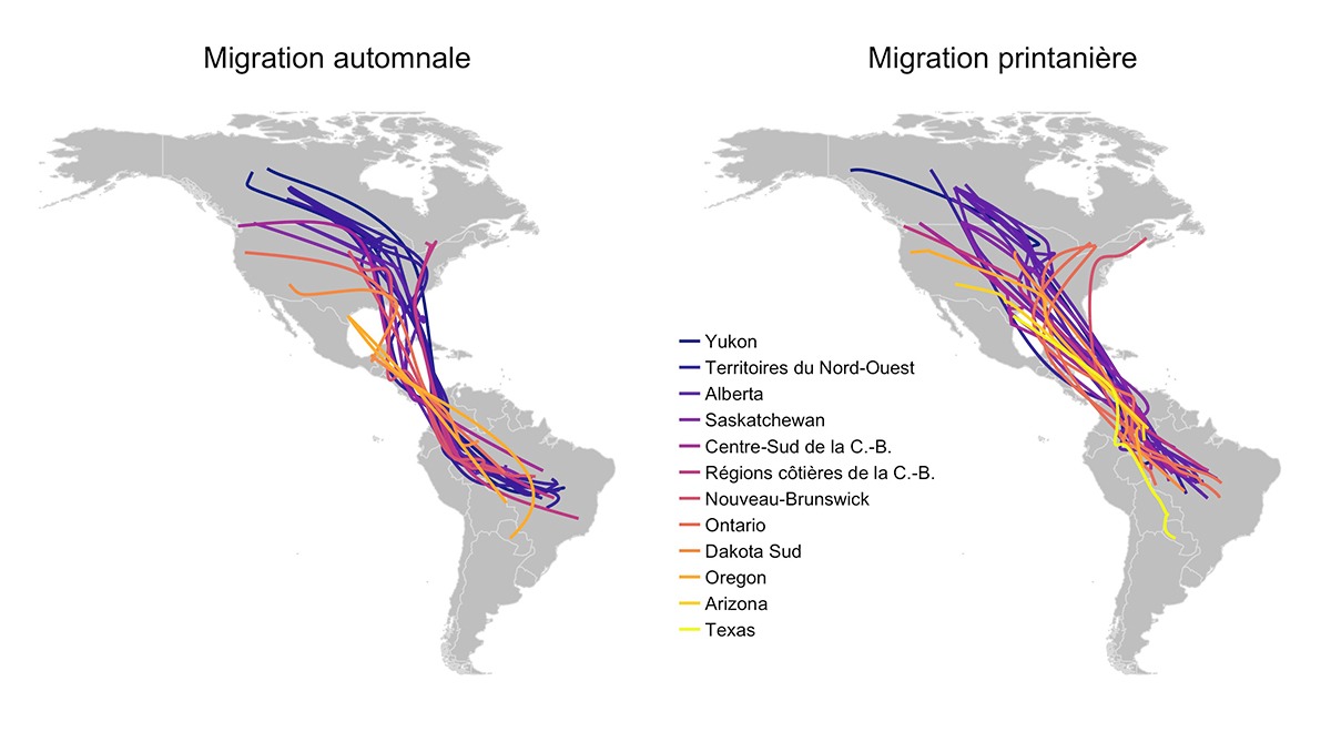 Carte montrant les routes migratoires printanières et automnales des différentes populations