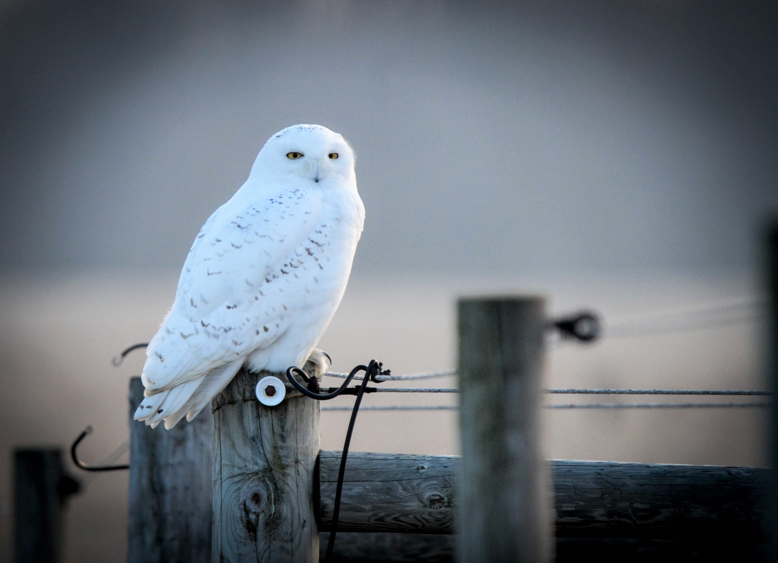 A snowy owl on a post.