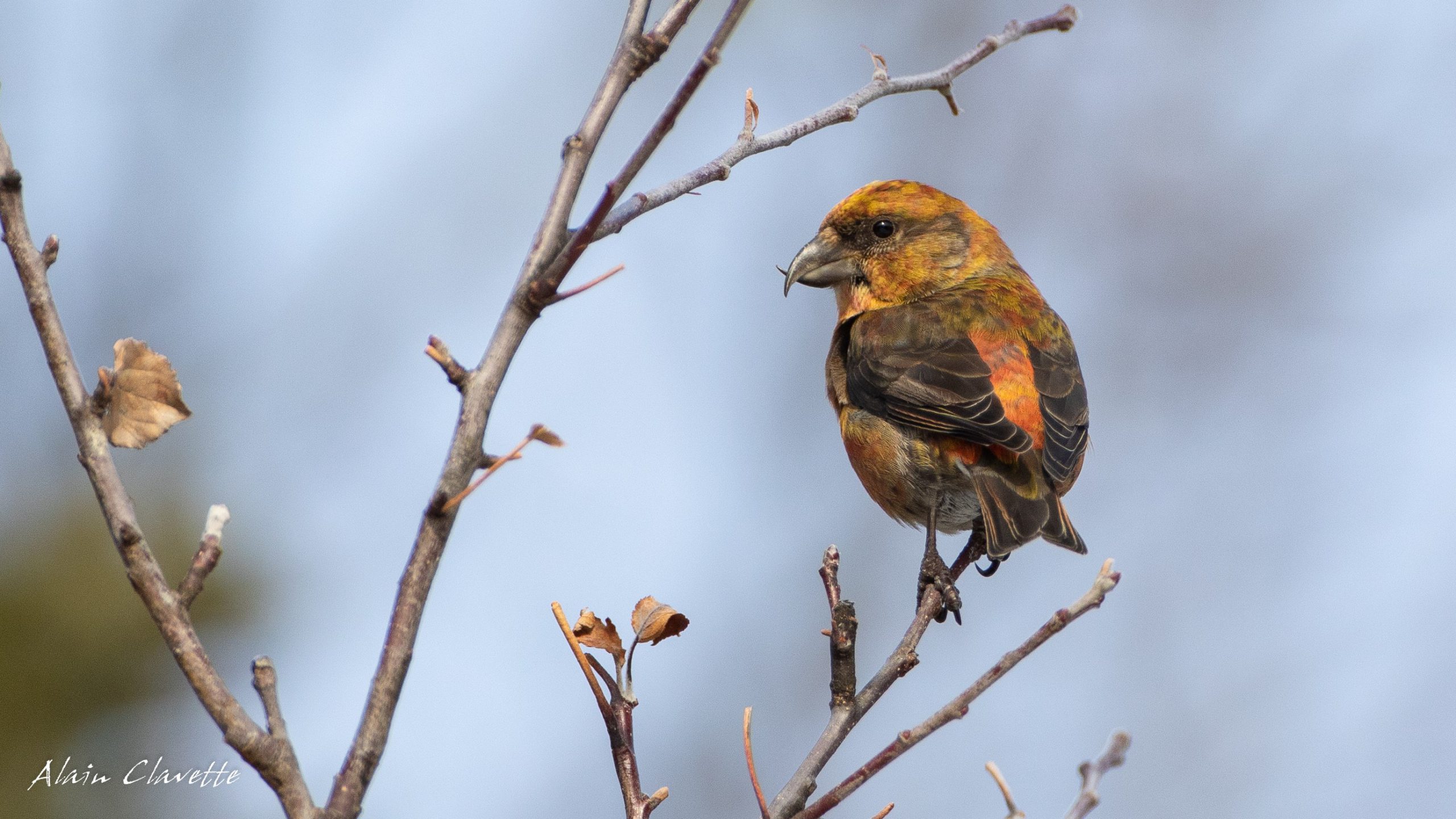 A male Red Crossbill showing its namesake crossed bill