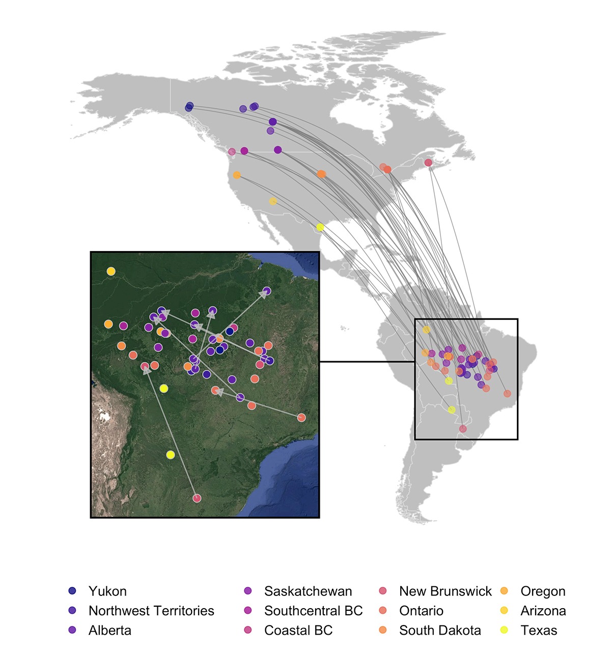 Map showing South American wintering sites for various populations breeding in Canada and the US